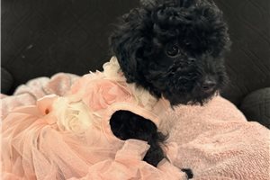 Kourtney - Miniature Poodle for sale