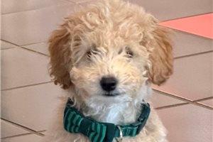 Kudoba - Miniature Poodle for sale