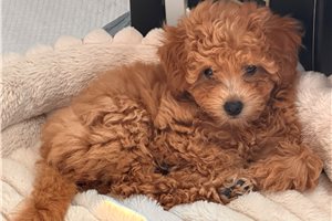 Kinsley - Miniature Poodle for sale