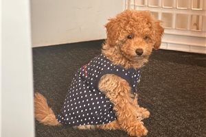 Kona - Miniature Poodle for sale