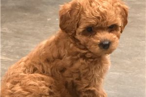 Kinsley - puppy for sale