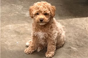 Kona - puppy for sale