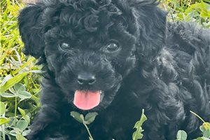 Kourtney - puppy for sale