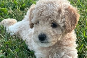 Kudoba - Miniature Poodle for sale