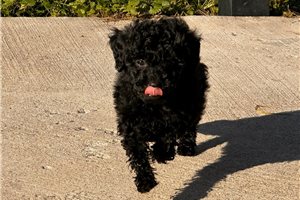 Krissie - puppy for sale