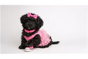 Alara - Schnoodle for sale