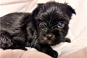 Buttons - Yorkie for sale