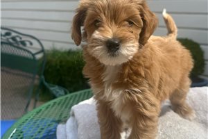 Abby, a Double Doodle puppy