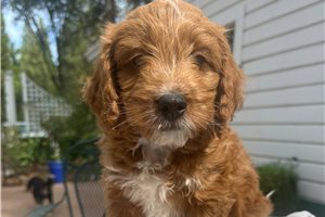 Aces, a Double Doodle puppy