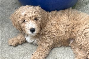 Alvin, a Double Doodle puppy