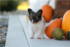 Aces - Papillon for sale