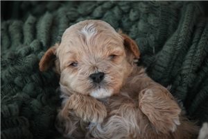 Benjamin - Shih-Poo for sale