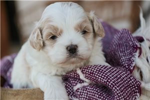 Breslin - Shih-Poo for sale