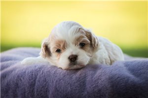 Buttercup - Shih-Poo for sale