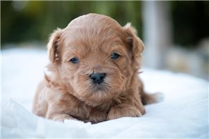 Boston - Shih-Poo for sale
