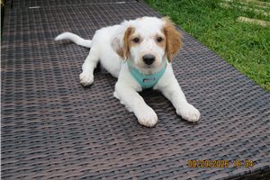 Lane - Mini Goldendoodle for sale