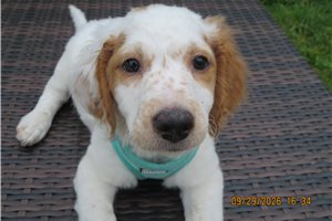Lane - Mini Goldendoodle for sale