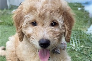 Arlo - Mini Goldendoodle for sale
