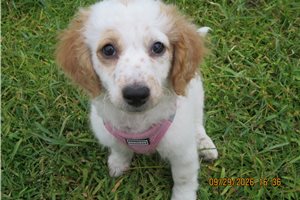 Madge - puppy for sale