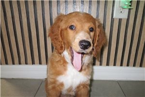 Jones - puppy for sale