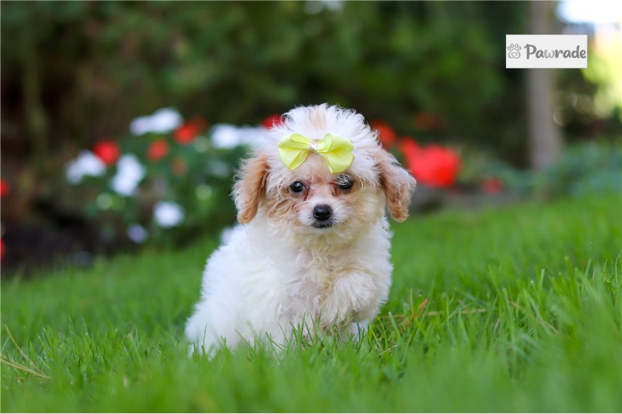 Artemis - Cavapoo for sale