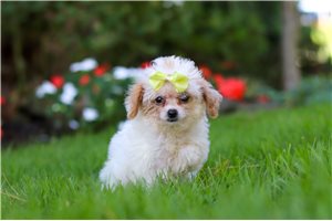 Artemis - puppy for sale