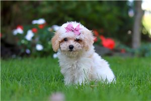 Allyson - puppy for sale