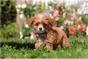 Atlas - Cavapoo, placed in Tuscarawas Co