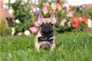 Camden - French Bulldog for sale