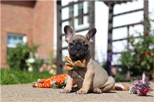 Carter, a French Bulldog puppy