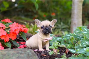 Chantal - French Bulldog for sale