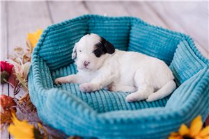 Alexander - puppy for sale
