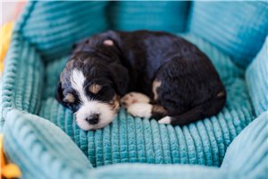 Astrid - puppy for sale