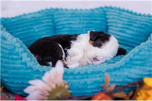 Arlo - puppy for sale