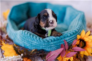 Archer - puppy for sale