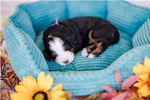 Allie - puppy for sale
