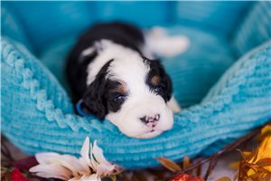 Adrian - Mini Bernedoodle for sale