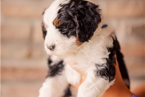 Adrian - Mini Bernedoodle for sale