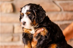 Archer - Mini Bernedoodle for sale
