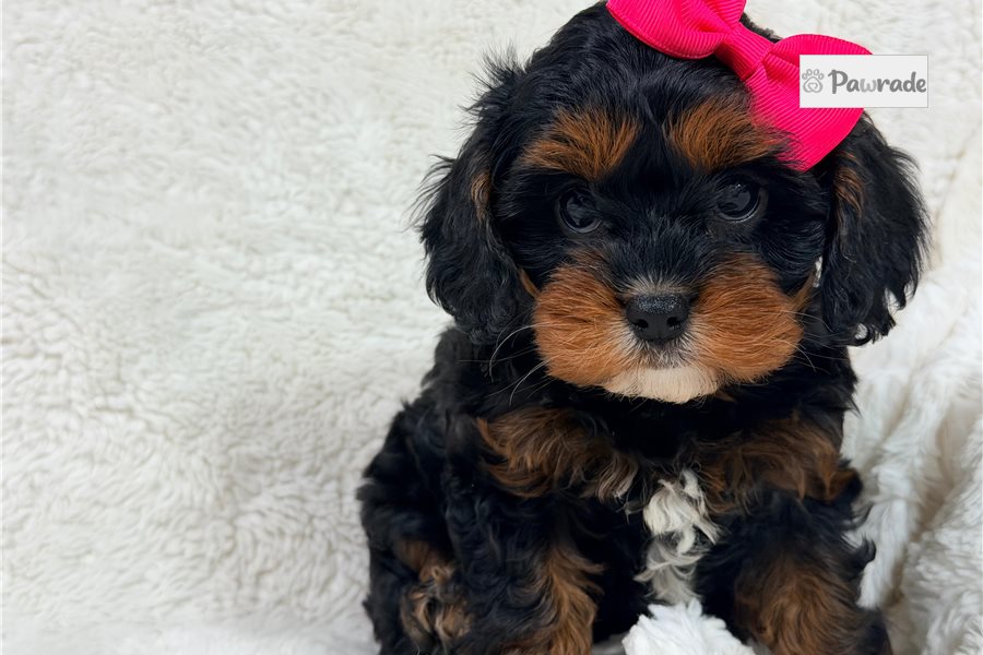 Valentina - Cavapoo for sale