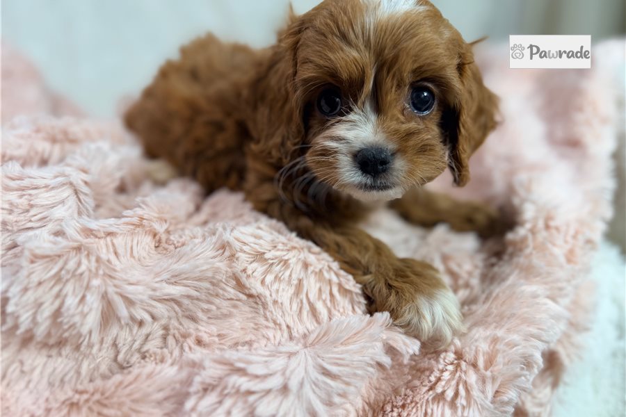 Vanda - Cavapoo for sale