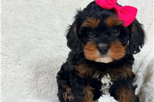 Valentina - Cavapoo for sale