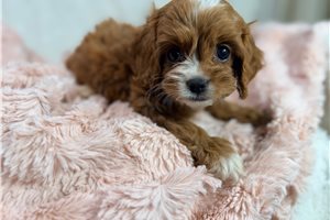 Vanda - puppy for sale