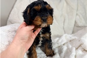 Vagabond - puppy for sale