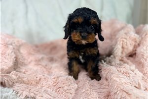 Valeria - puppy for sale
