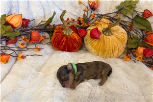 Ulrich - puppy for sale