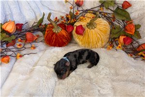 Unity - puppy for sale