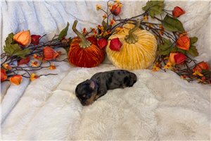 Ursa - puppy for sale
