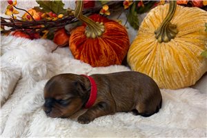 Wynette - Yorkie for sale