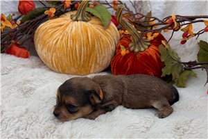 Unis - puppy for sale